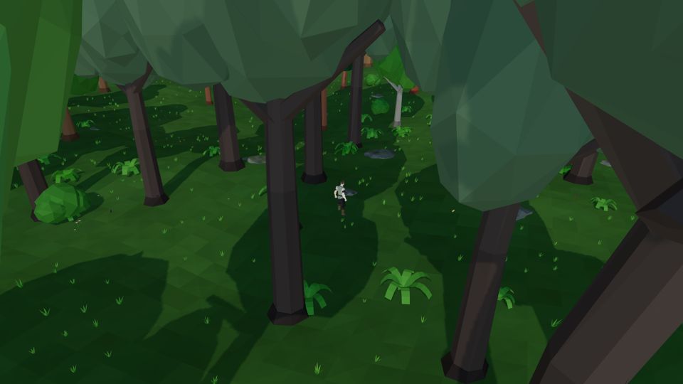 Tall trees and ferns in the Thornwood